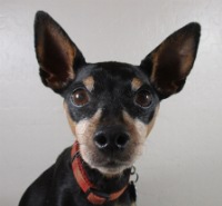 A photo of the dog because I heard websites need pictures.